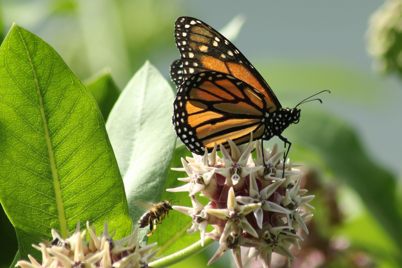 A monarch butterfly lands on a milkweed plant.